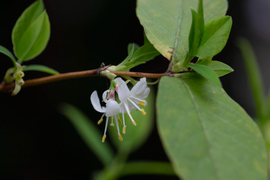 A Lonicera fragrantissima is kínai eredetű, amit egyesek téli loncnak vagy illatdús loncnak hívnak.